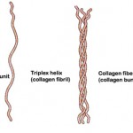 vitamin c is involved in every step of collagen synthesis